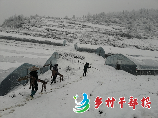 村書(shū)記張勇領(lǐng)著干部去大棚扒雪2.jpg