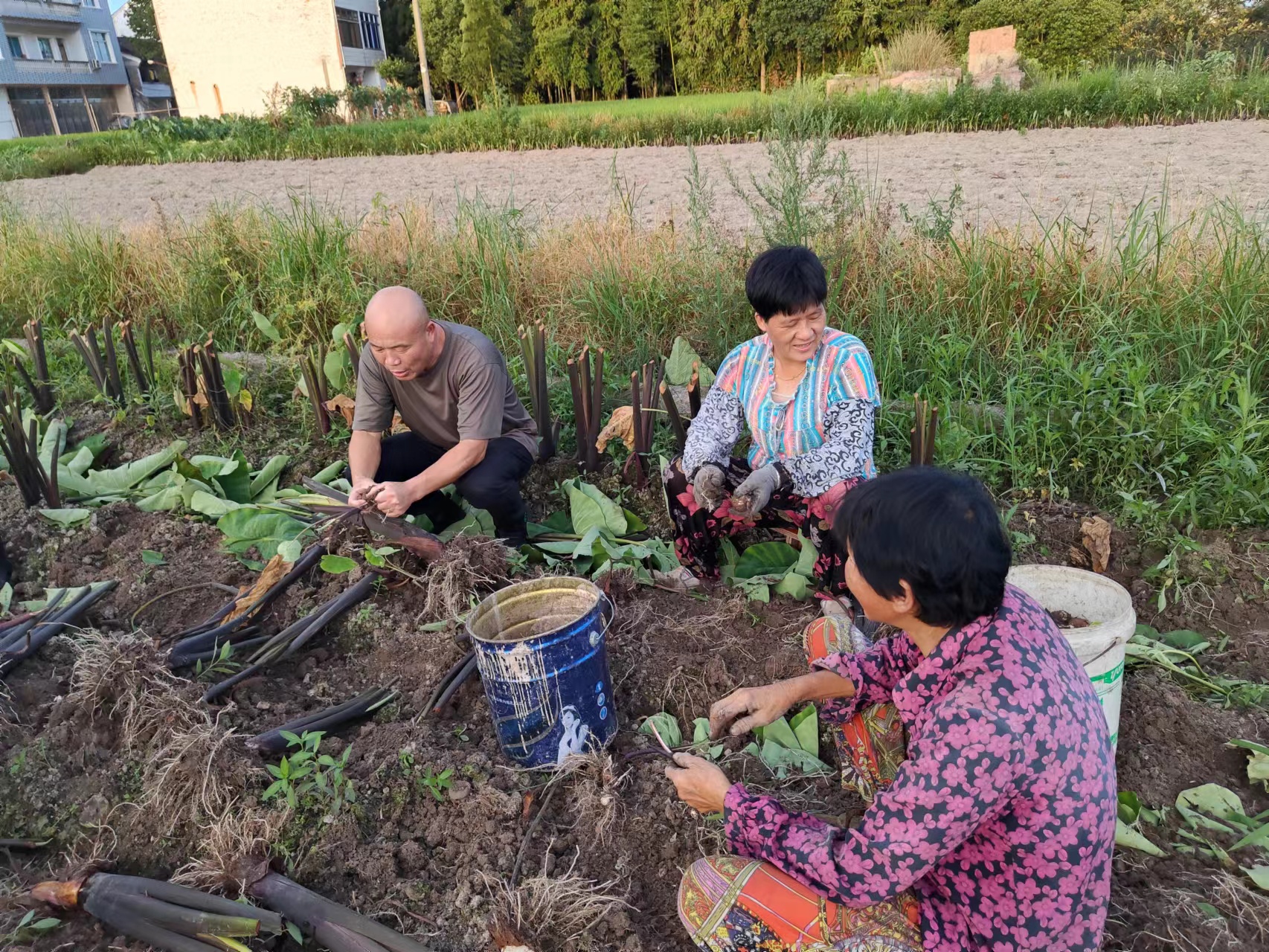 仙居縣白塔鎮上葉村農村工作指導員錢云潘（左）和村民一起在田間采收成熟的芋頭，了解芋頭產量和銷售情況.jpg